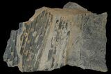 Pennsylvanian Horsetail (Calamites) Plate - Kentucky #181395-2